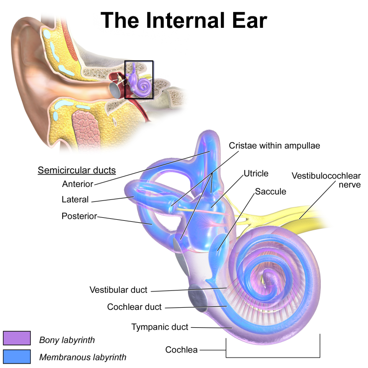 sound-design-live-noise-induced-hearing-loss-hearing-aids-jovie-havard-strzelecki-internal-ear